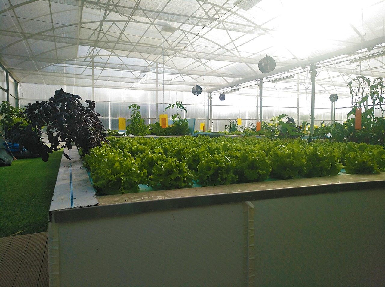 Estufa de Aquaponia Estufa com alfaces em tanques hidropónicos verticais