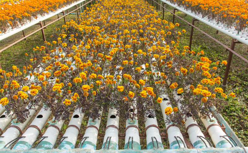 flores em hidroponia