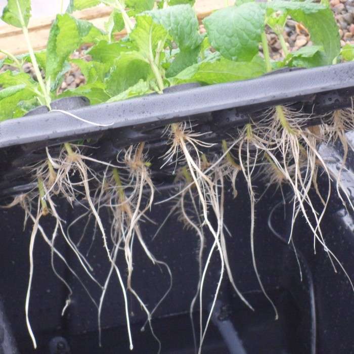 Sistema Aeroponia X-STREAM 40 PLANTAS V2 Planta com raízes visíveis suspensa sobre recipiente preto num ambiente exterior