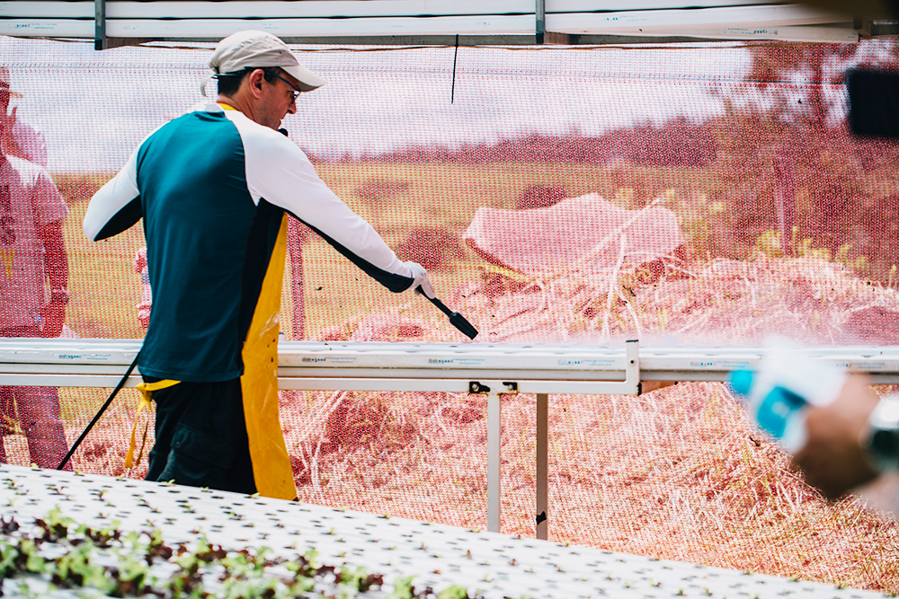 algas nos tubos hidroponia