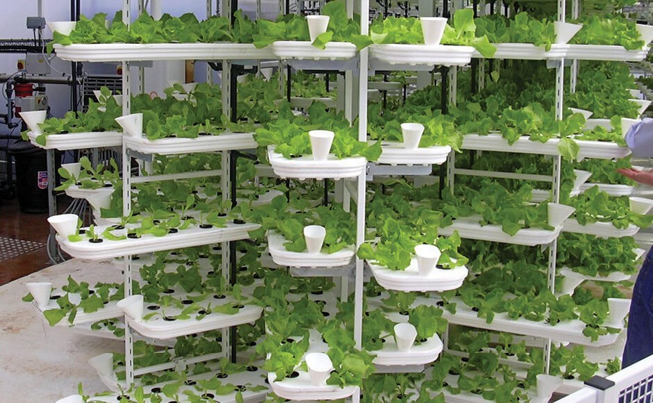 Sistema vertical de cultivo hidropónico com várias plantas verdes em suportes brancos