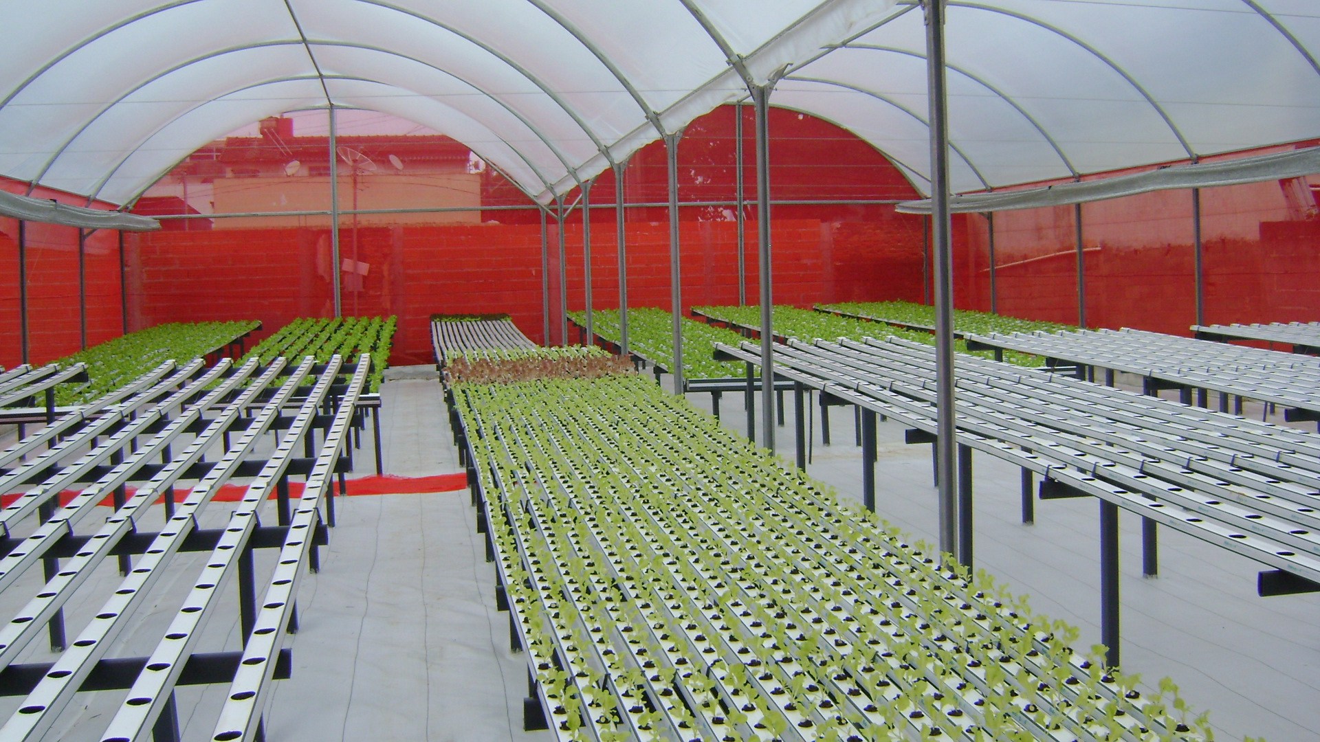 Estufa com bancadas de cultivo hidropónico e plantas jovens verdes