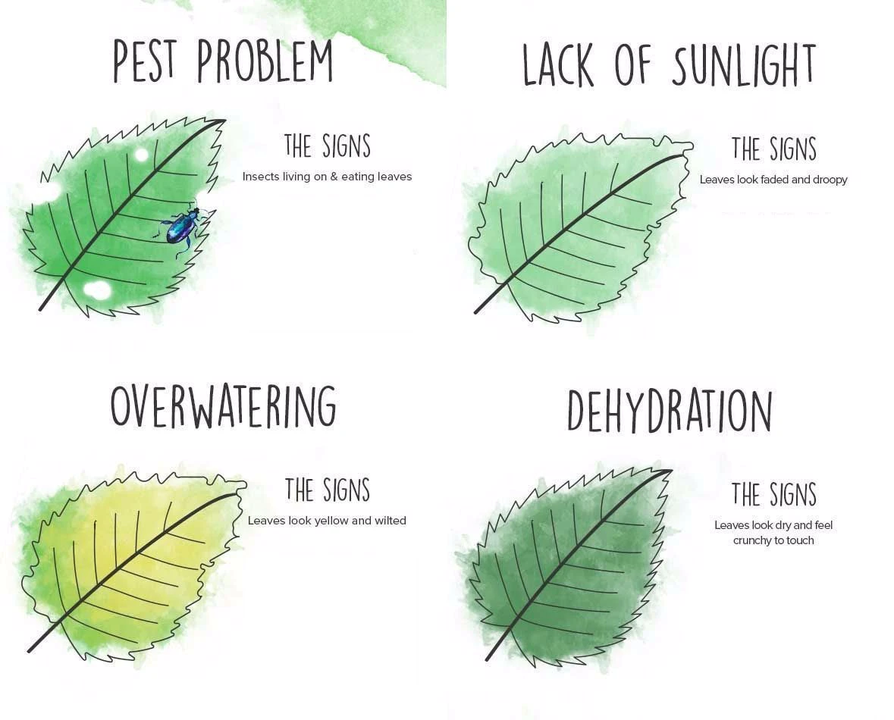problemas nas folhas