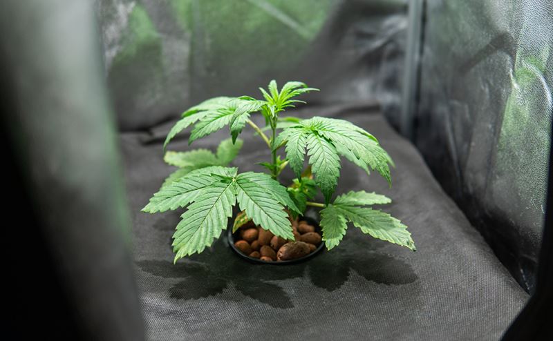 Planta verde em vaso preto com pedras em ambiente fechado de cultivo