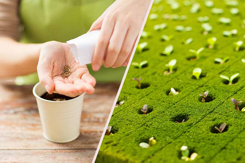 Mãos a plantar sementes em vaso branco e quadro de cultivo com plantas pequenas germinando