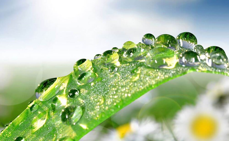 Gotas de água numha folha verde com fundo desfocado de flores e céu