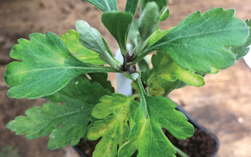 causas de v&iacute;rus nas plantas