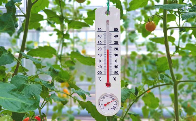 Termómetro branco pendurado em planta de tomateiro numa estufa