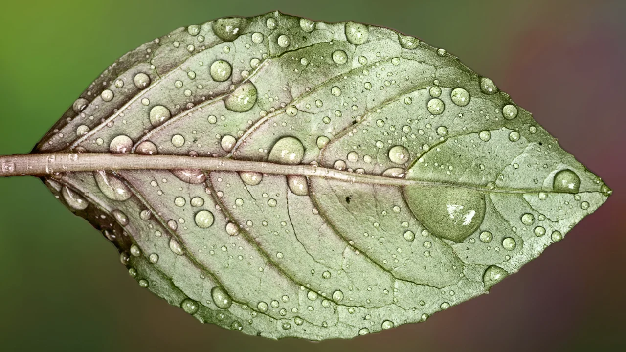 Folha verde com gotas de água e fundo desfocado em verde e castanho