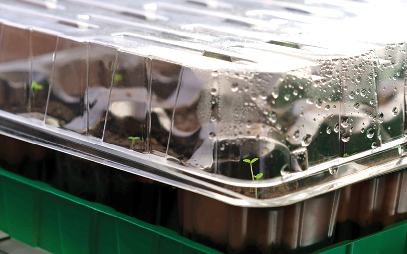 germinar plantas hidroponia