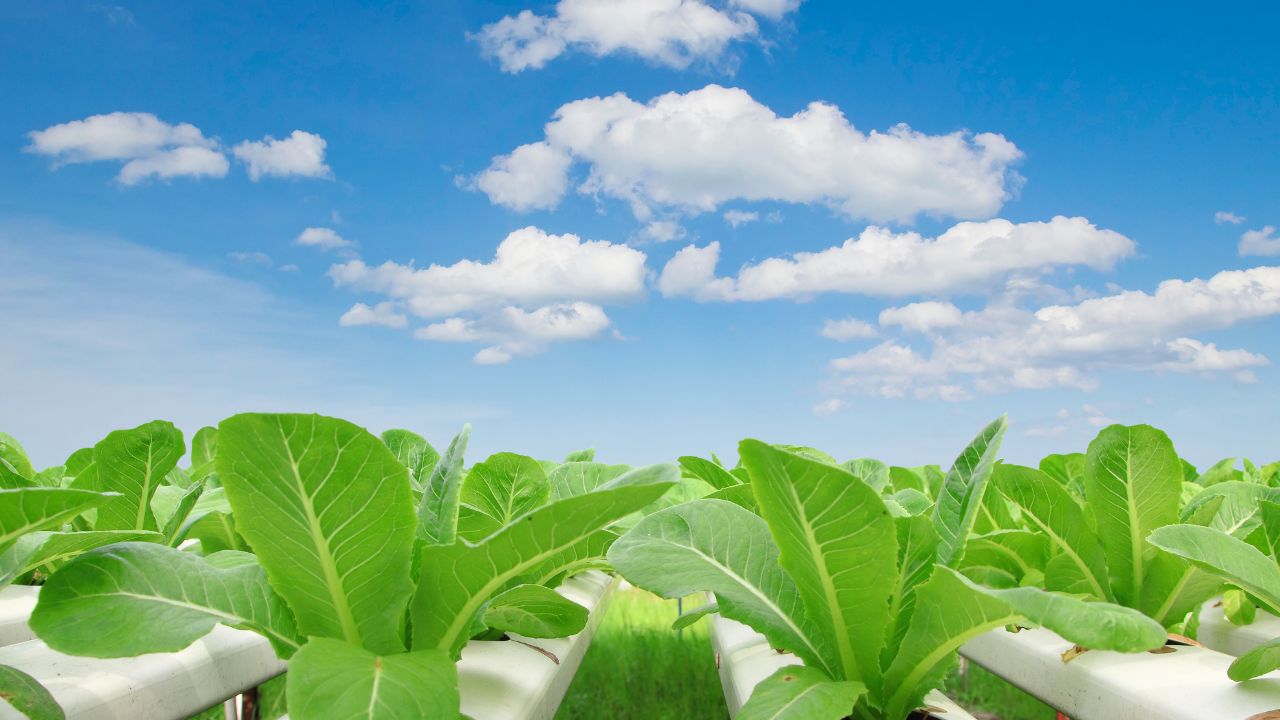 Plantas verdes crescendo em tubos brancos sob céu azul com nuvens