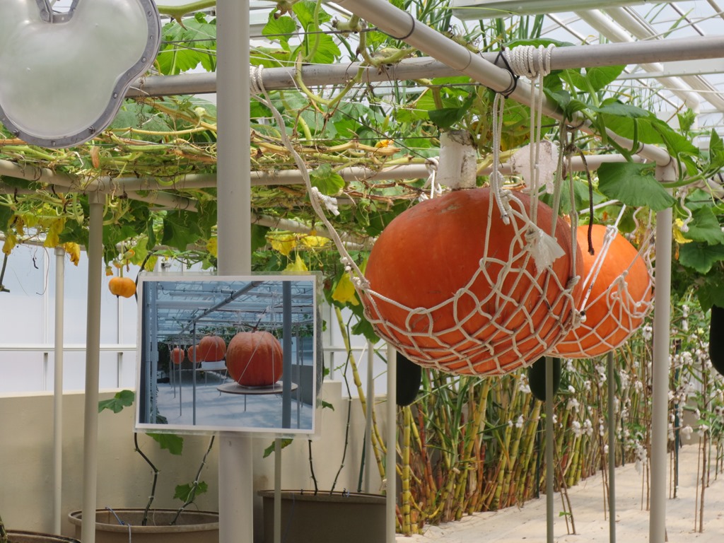 Abóboras laranja suspensas em redes de corda branca numa estufa com exposição digital da cena