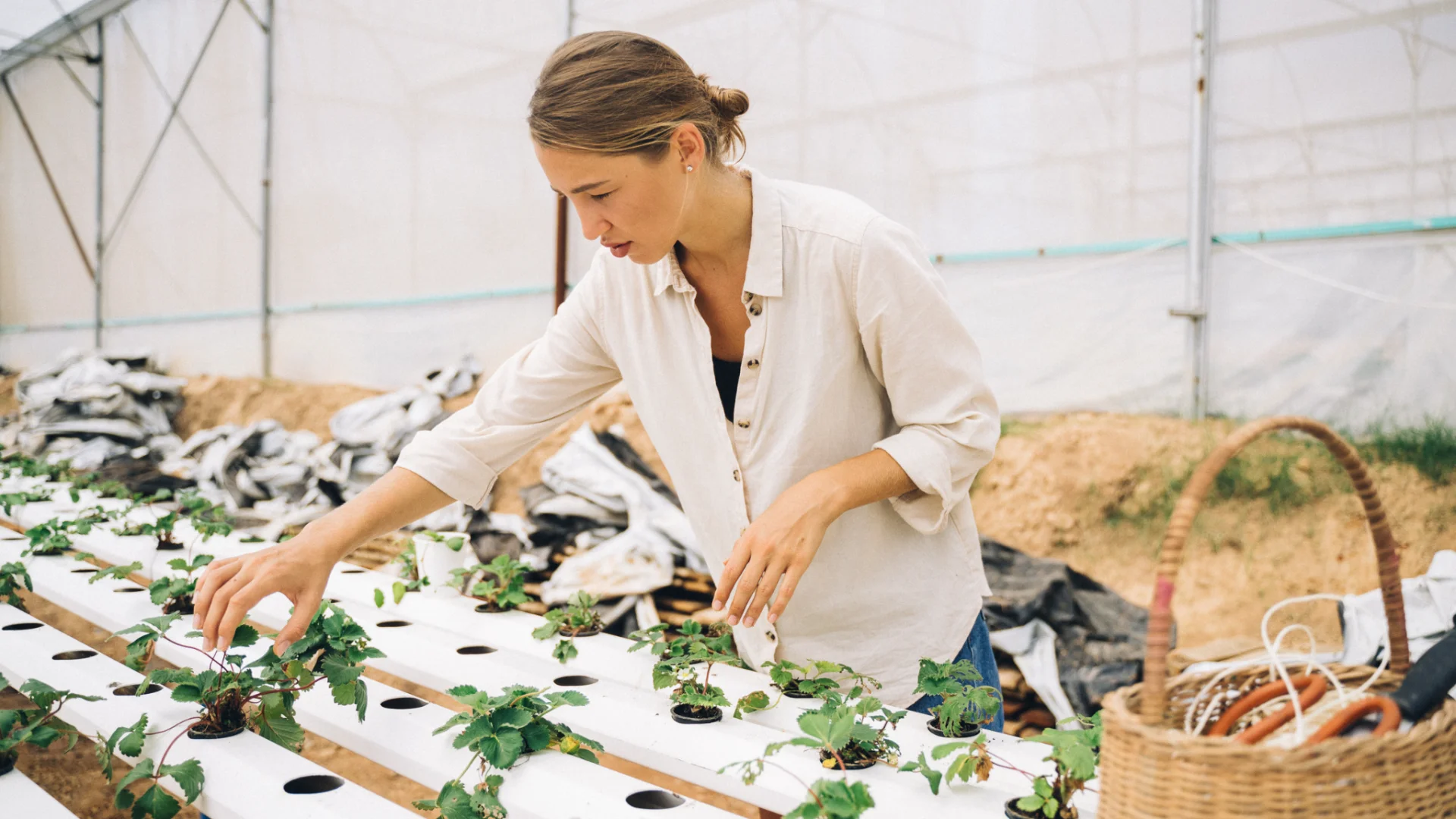 Mulher a cuidar de plantas em cultivo hidropónico numa estufa com cesta ao lado