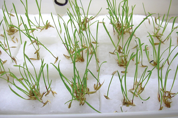germina&ccedil;&atilde;o hidroponia