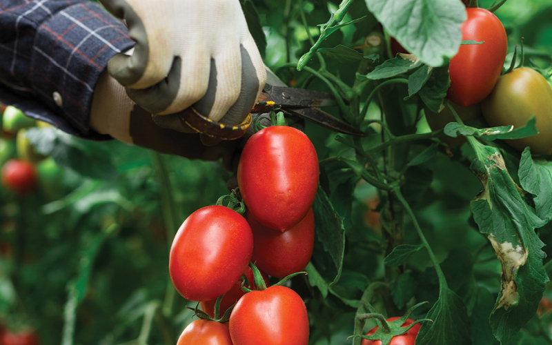 tomate em hidroponia