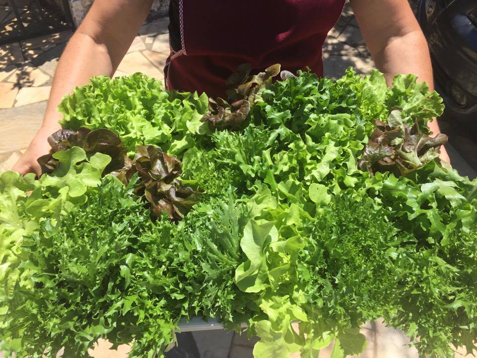 Pessoa segurando diversas alfaces frescas de cores verde e avermelhada ao ar livre