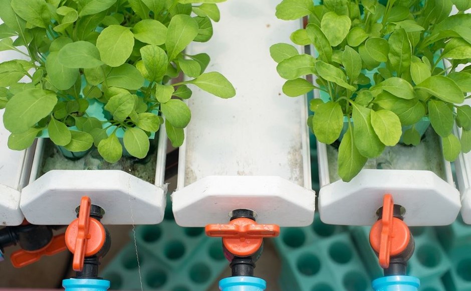Sistema hidropónico com tubos brancos e plantas verdes