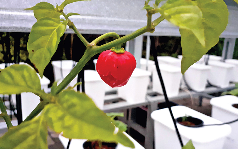 dutch bucket hidroponia