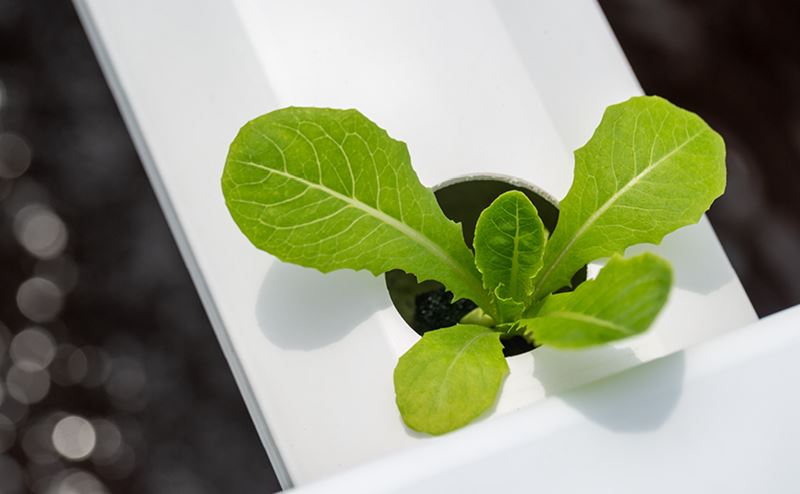 Planta verde jovem num sistema branco de cultivo hidropónico