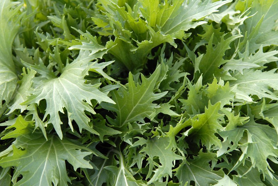 Mizuna e Mibuna em Hidroponia