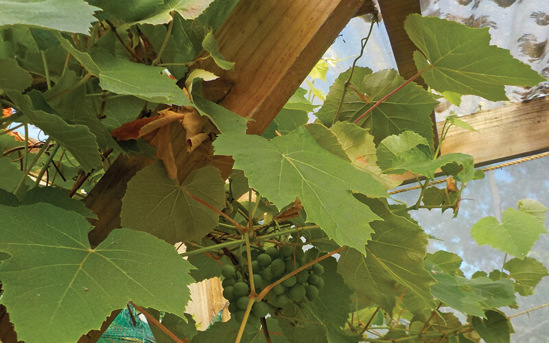 uvas hidrop&ocirc;nicas