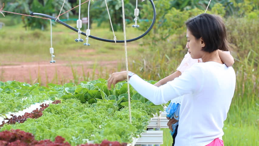 Mulher com criança numa estufa cultivando alfaces verdes e vermelhas.