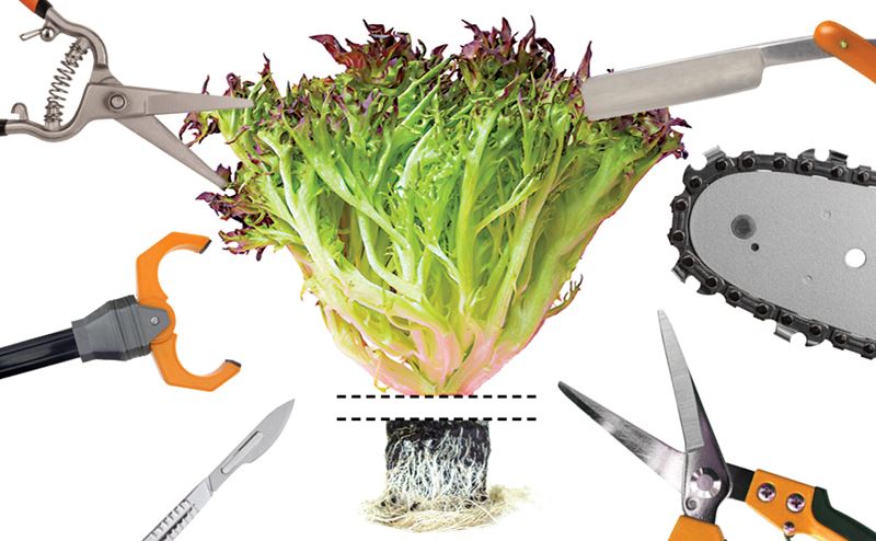 Cabeça de alface com raízes rodeada por várias ferramentas de jardinagem em fundo branco