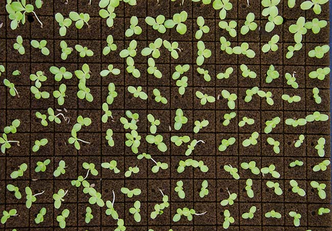 condutividade el&eacute;trica hidroponia