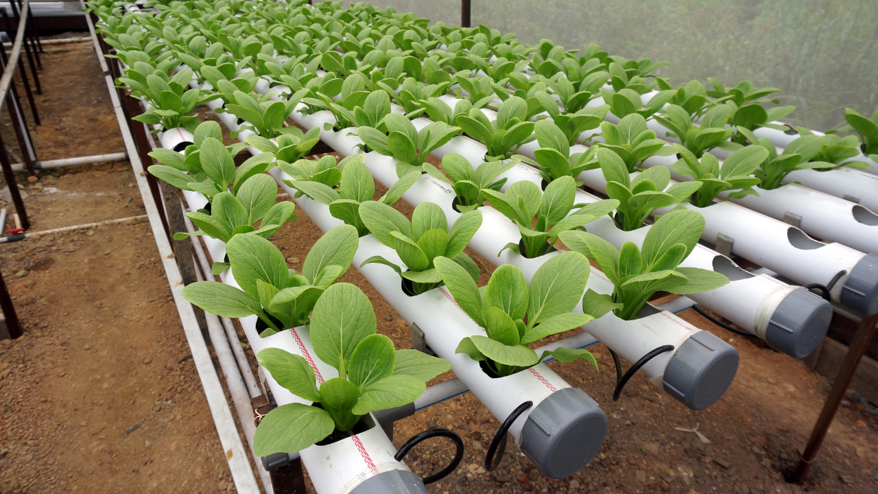 Cultivo hidropónico de plantas em tubos brancos dentro de estufa