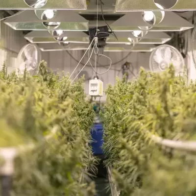Cultivo interior de plantas verdes com painéis de luz e ventiladores