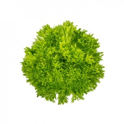 https://www.groho.pt/product/alface-frisada-verde-peletizada