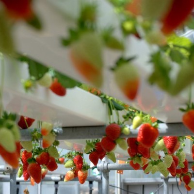 Morango vermelho e branco pendurado em ramos em ambiente de cultivo controlado