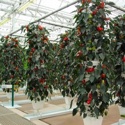 Plantas de pimentas vermelhas suspensas em estufa com vaso branco