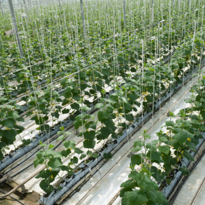 Estufa com plantas verdes em fileiras alinhadas sustentadas por cordas brancas