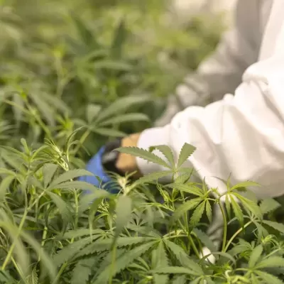 Pessoa de bata branca a cuidar de plantas verdes com folhas finas e serrilhadas.