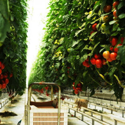 Estufa com tomates maduros e caixa de colheita