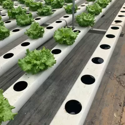 plantas de alface verde em tubos brancos de hidroponia em estufa