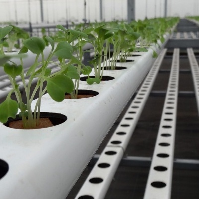 Sistema hidropônico com plantas jovens em tubos brancos numa estufa