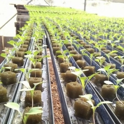 Mudas verdes em substrato castanho escuro organizadas em fileiras dentro de estufa