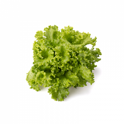 https://www.groho.pt/product/alface-batavia-verde-peletizada