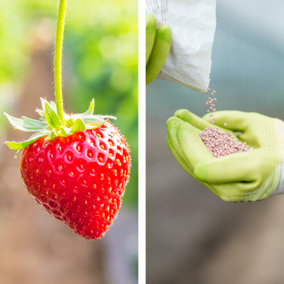 Morango vermelho pendurado e mãos com luvas verdes segurando grânulos rosas