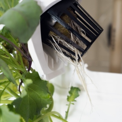 Sistema de cultivo hidropónico com suporte plástico e planta verde