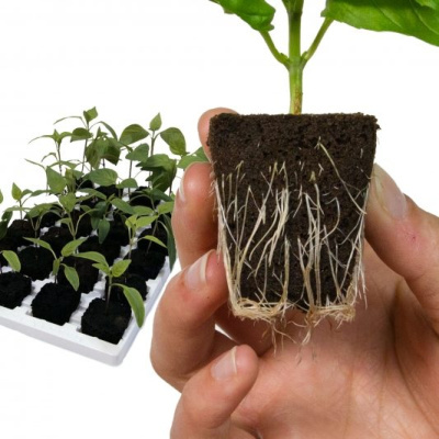https://www.groho.pt/product/cubos-root-riot