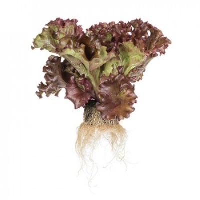 Alface vermelha com raízes expostas