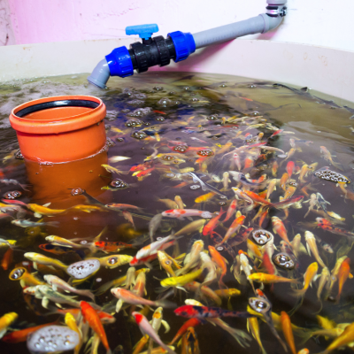 Aquário com muitos peixes pequenos coloridos e sistema de tubos