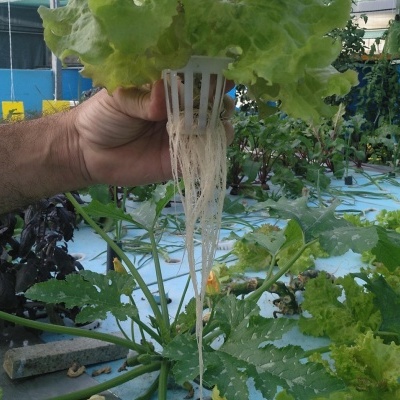 Alface com raízes em sistema hidropónico numa estufa interior