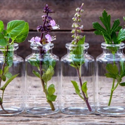 Oito frascos de vidro com plantas verdes em cima de mesa de madeira