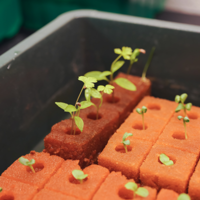 Brotações verdes a crescer em blocos de substrato alaranjado num recipiente preto