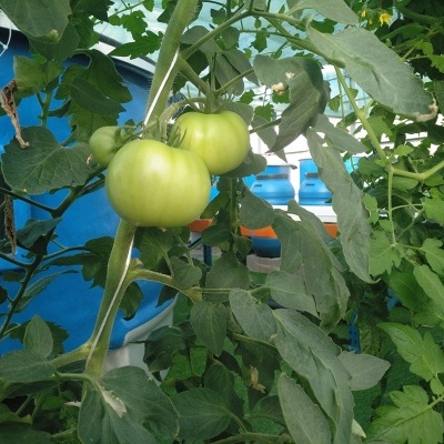 Três tomates verdes grandes pendurados num ramo com folhas verdes ao redor.
