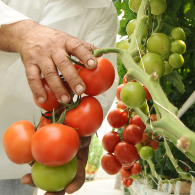 Mão segurando tomates vermelhos e verdes em planta num ambiente agrícola